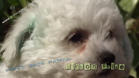 Bichon frisé