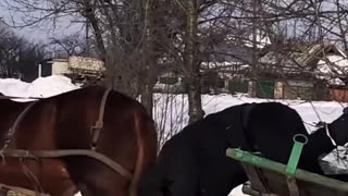 The horse is smarter than its owner.