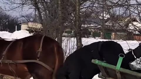 The horse is smarter than its owner.