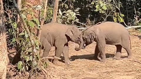 Two baby elephants having fun