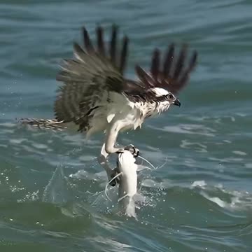 🤗 The Eagle's Remarkable Achievement