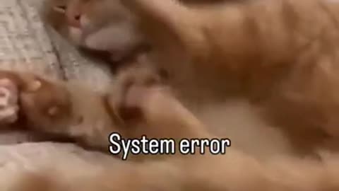 🐞😹 This Little Bug is Hilarious! | FunFM