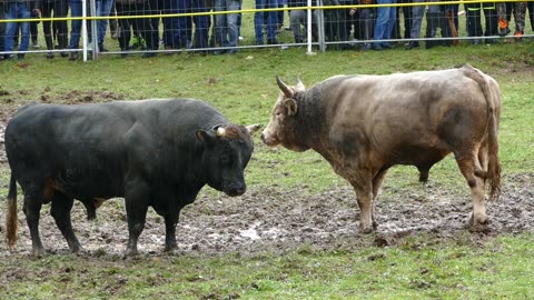 Medonja od Kurtajevića vs Golub od Smole Dar Mar 2025