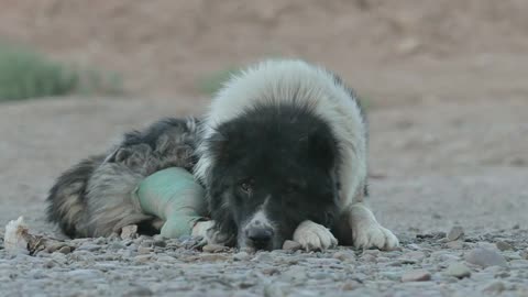 Psi sa bránia útokom!