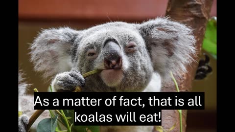 The Kurious Koala