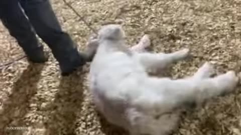 I would die laughing for these animals Funniest ANIMAL Videos 2025 Funny Pet's Life