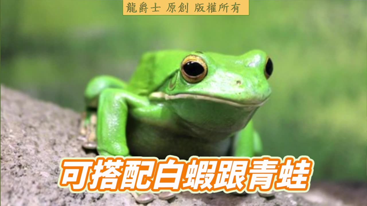 【龍爵士】Q288 長期吃飼料會後斗嗎