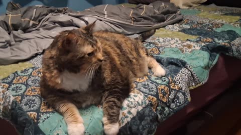 The Adorable Cat Chilling Vibes You Need to See Today