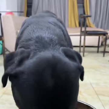 Unstoppable Happiness: A Dog's Priceless Expressions