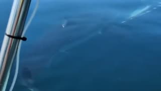 Shark appeared by surprise 😲 🦈