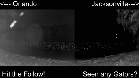 4K Live St. Johns River Cam: Florida Alligators & Wildlife 🐊🌿