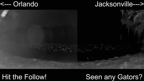 4K Live St. Johns River Cam: Florida Alligators & Wildlife 🐊🌿