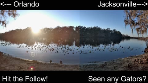4K Live St. Johns River Cam: Florida Alligators & Wildlife 🐊🌿