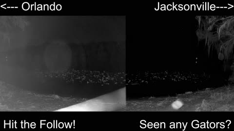 4K Live St. Johns River Cam: Florida Alligators & Wildlife 🐊🌿