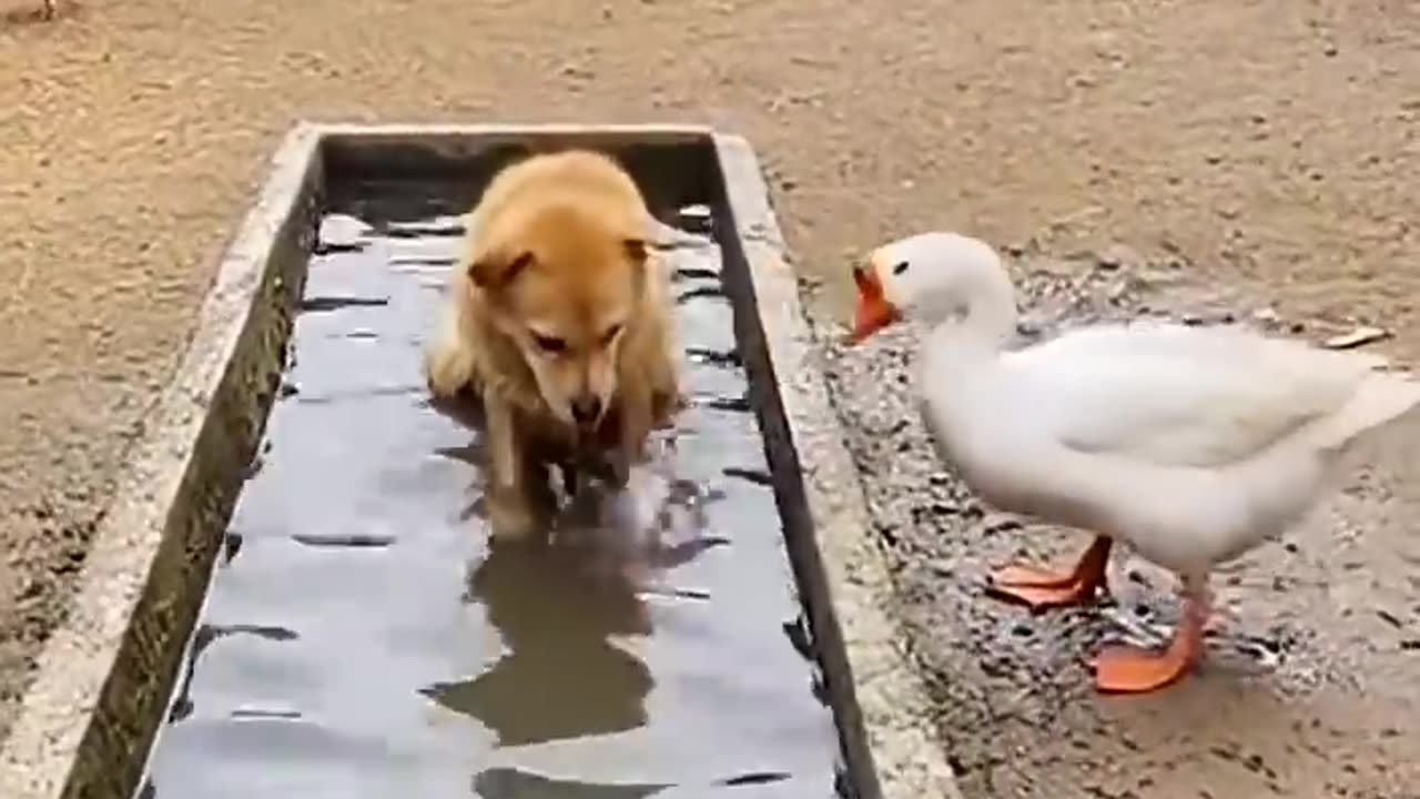 Duck pranks with dog