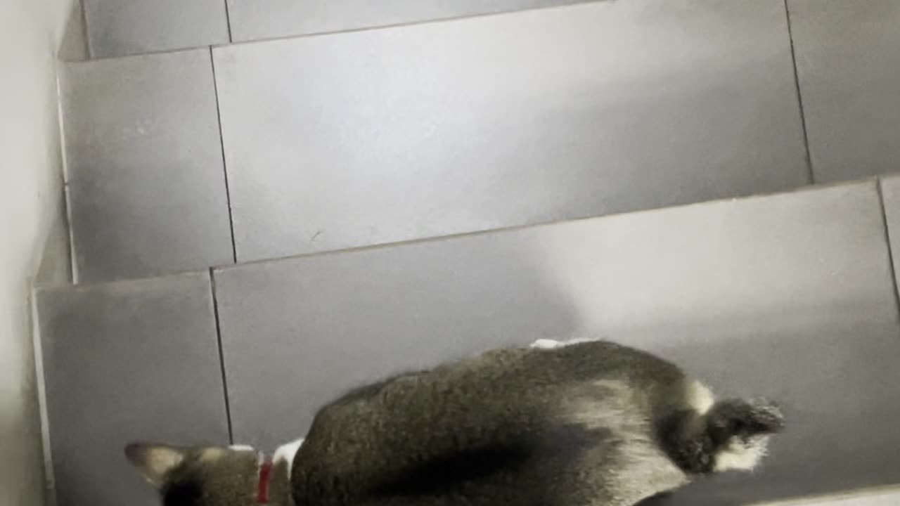 Cat Makes Going Down Stairs Difficult