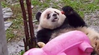 Cute panda trying to laugh you