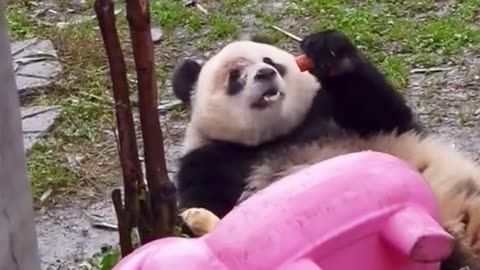 Cute panda trying to laugh you