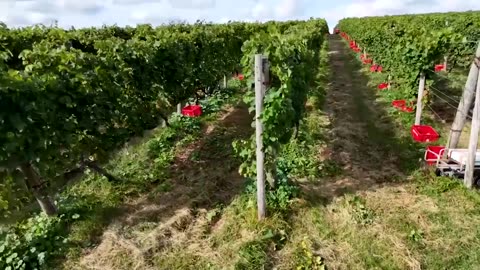 A Japan wine town blessed by climate change now worries about the heat