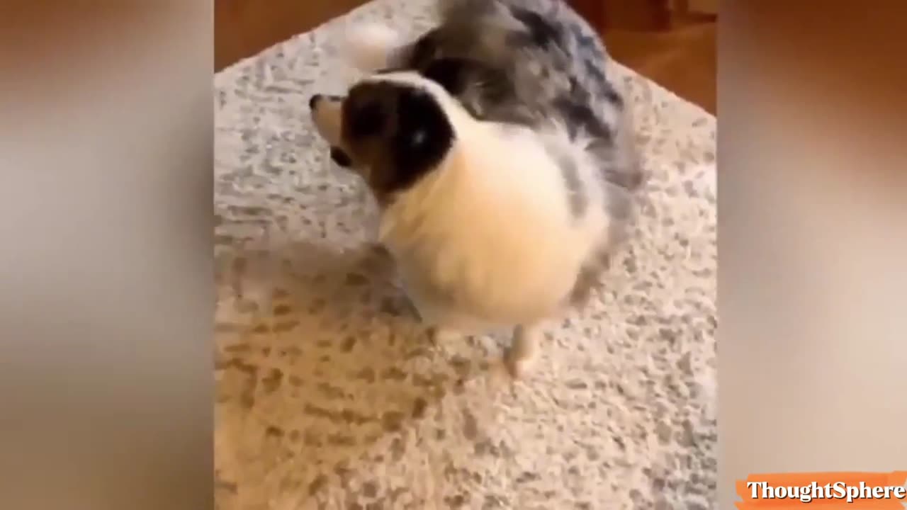 Try not to laugh funny animals 🐶🐱