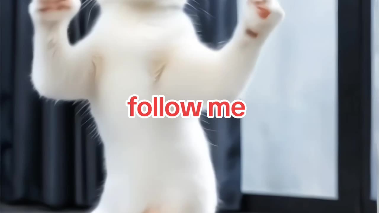 Beautiful 🐈 cat Dance music