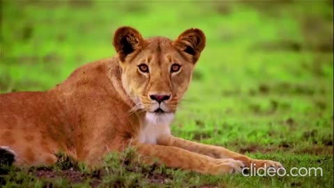 Charles Hamilton - Best Behavior (VIDEO)