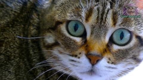 10 Things Your Cat Knows About You!