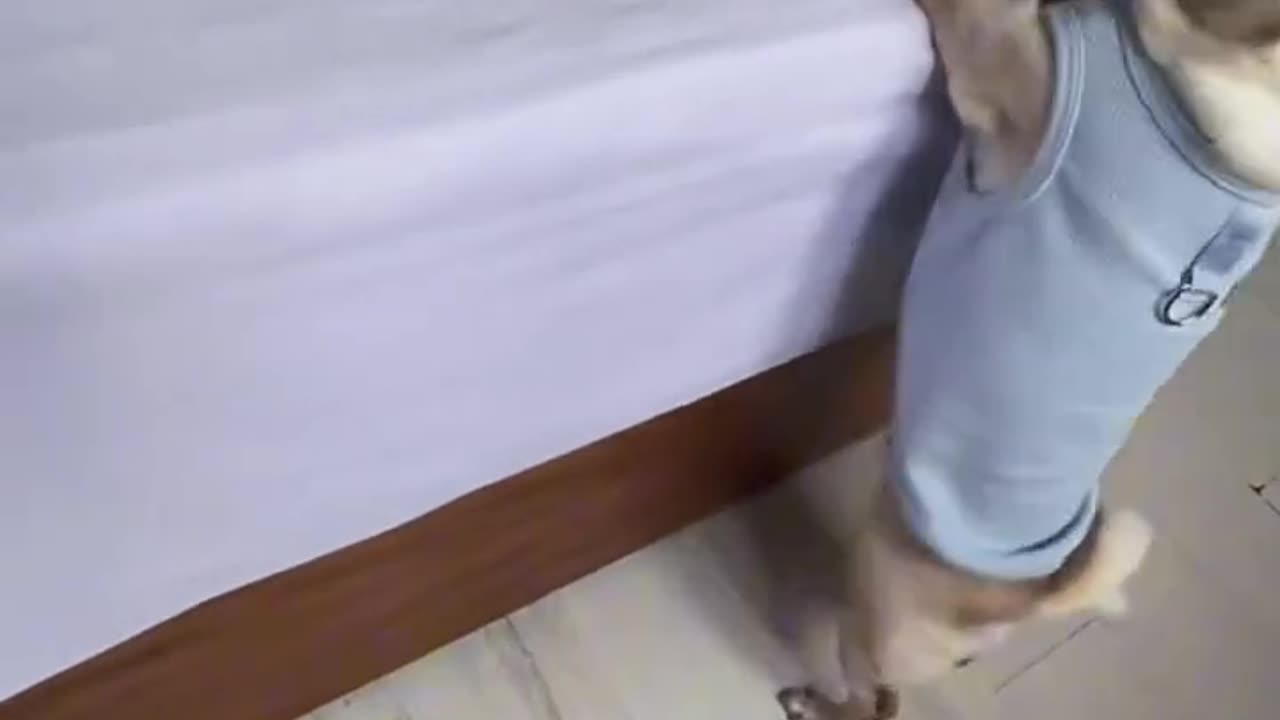 This dog has some crazy talent