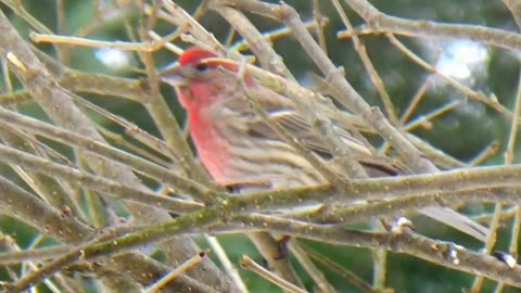 Purple Finch