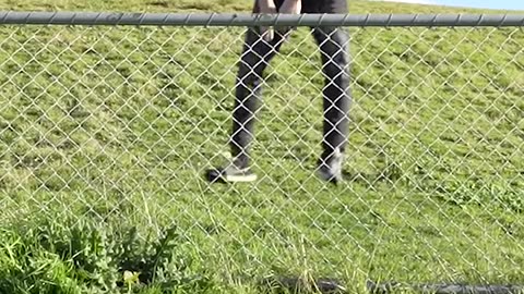 How Animals Get Over a Fence (🤣)