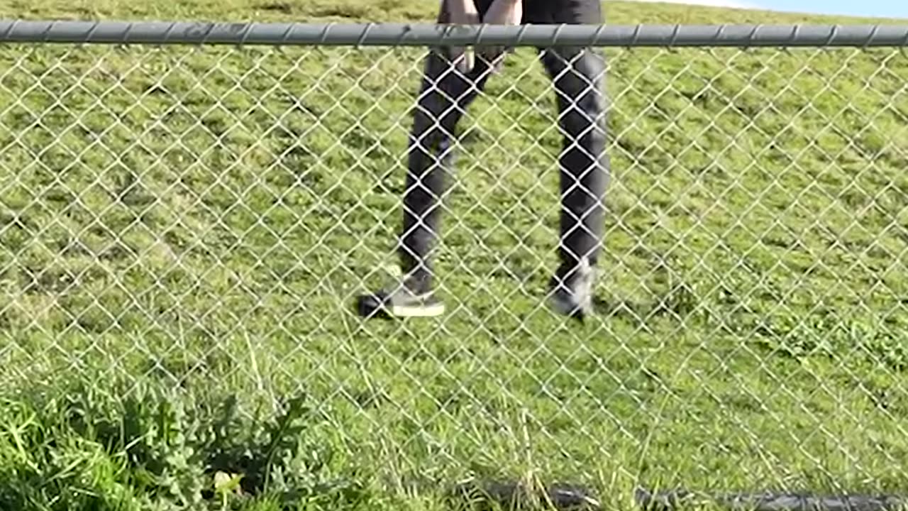 How Animals Get Over a Fence (🤣)