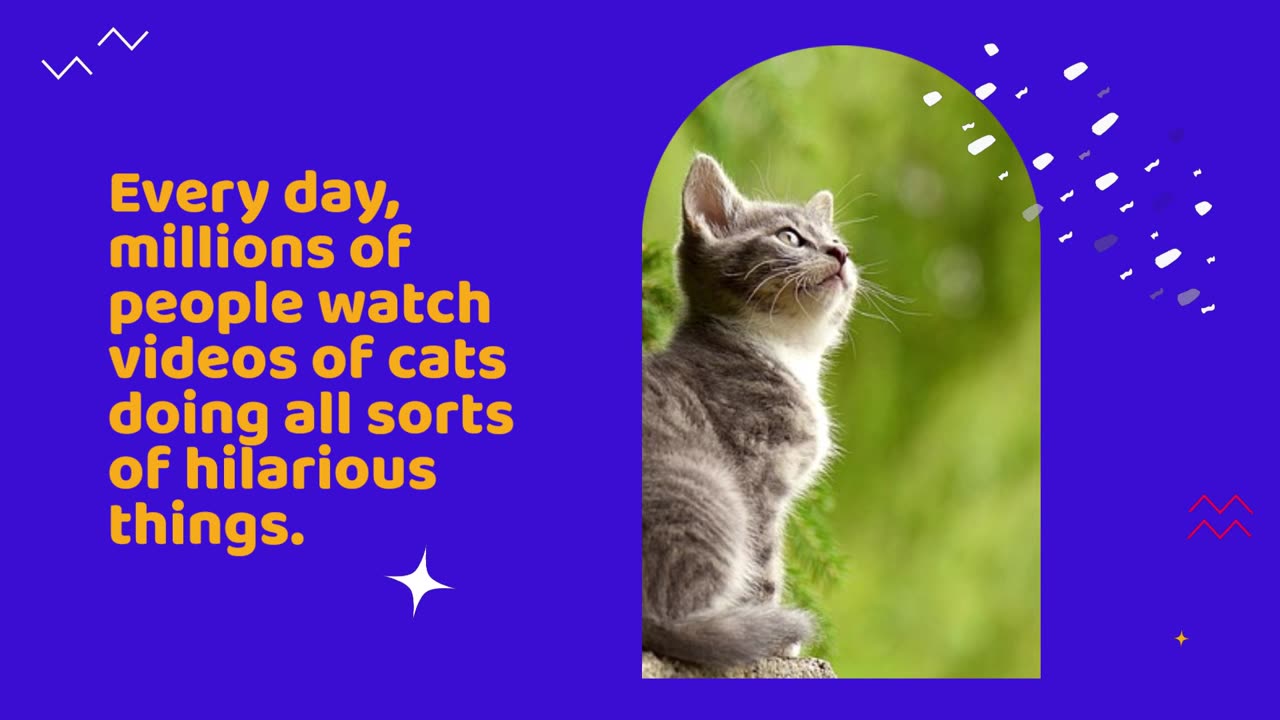 Fun Facts About Cats! 🐾