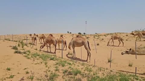 Camels inhabiting the desert/ Walking through a silent desert