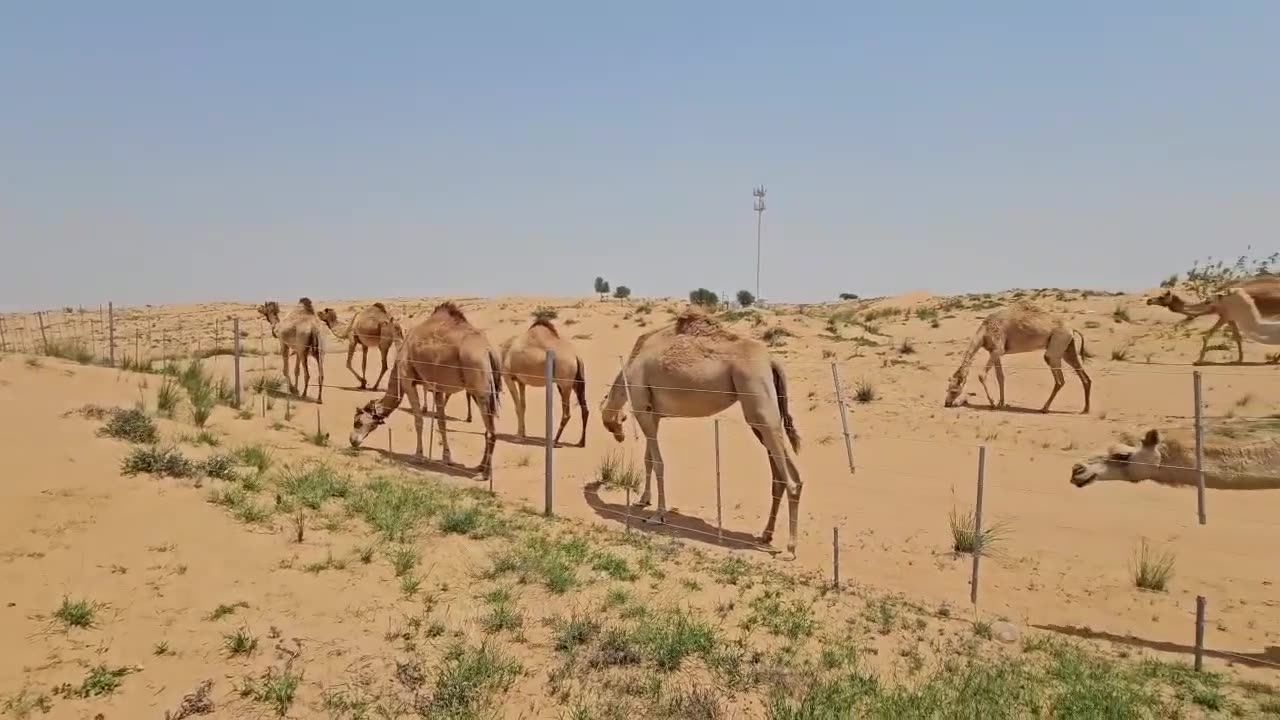 Camels inhabiting the desert/ Walking through a silent desert