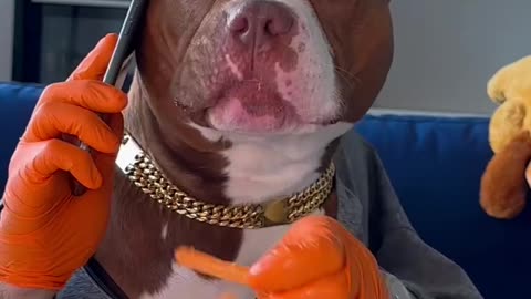 Funny🤣 viral🔥🔥 dogs