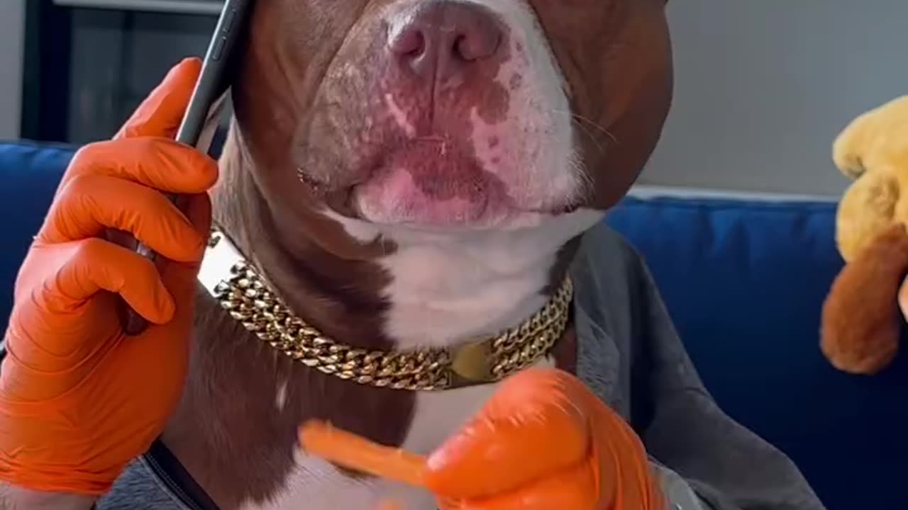 Funny🤣 viral🔥🔥 dogs