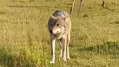 Ostrich Mother Strikes Again