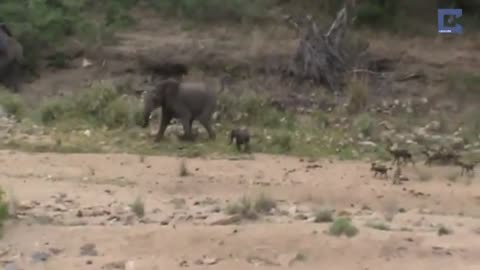 animals