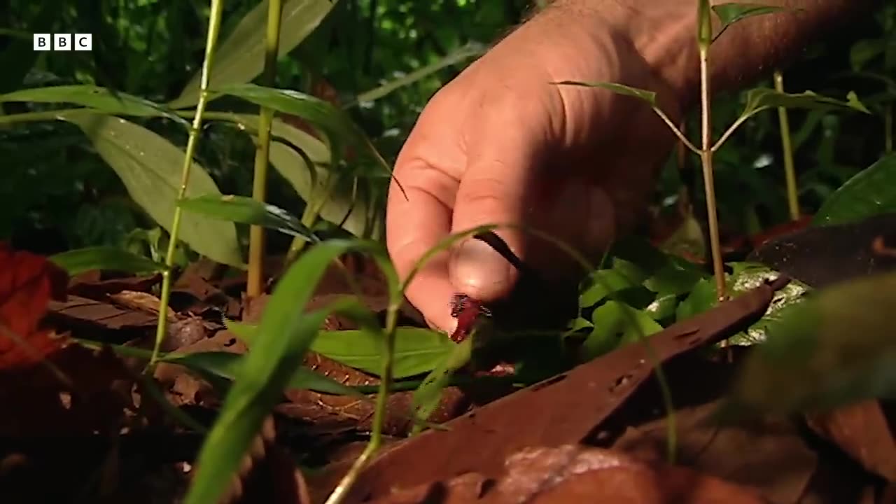 The Remarkable Wildlife of Costa Rica _ Deep Into The Wild BBC Earth