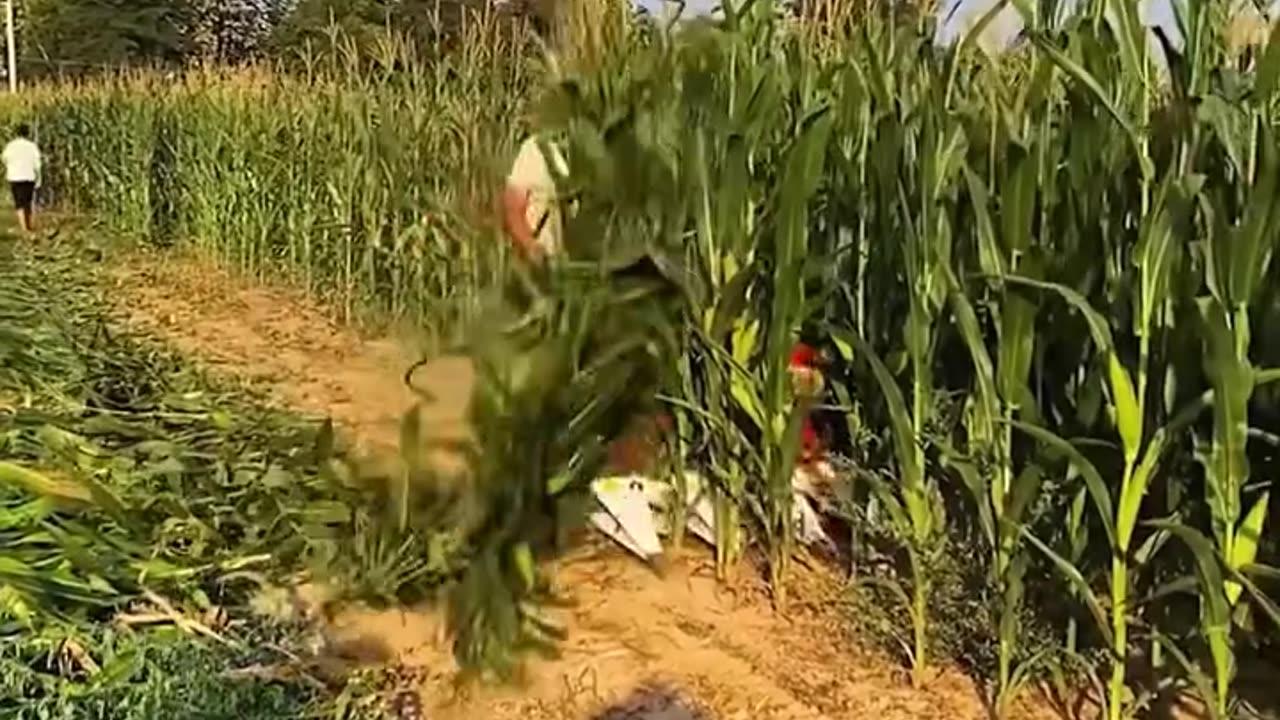 Check out this powerful harvesting machine in action!.hd