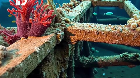 Vibrant Fish in a Rusty Shipwreck