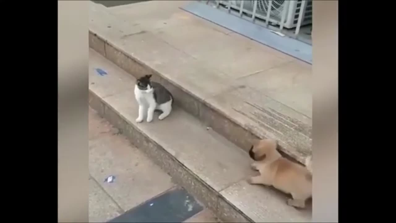 Cat VS Dog Funny video.