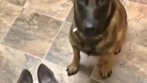 Hungry Mama's efforts