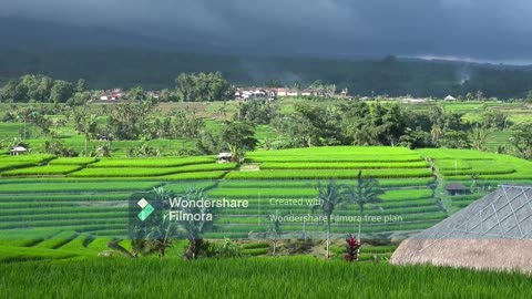 Exploring Jatiluwih Rice Terraces | Bali’s Green Paradise