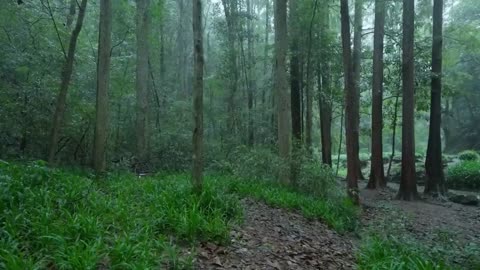 The beautiful forest is raining