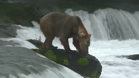 Bears vs Salmon: The Greatest Show on Earth