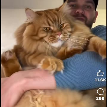 Not amazing cat front, the rare Belarussian SNAP cat is finally caught on camera.