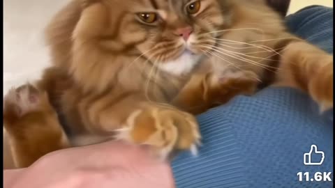 Not amazing cat front, the rare Belarussian SNAP cat is finally caught on camera.