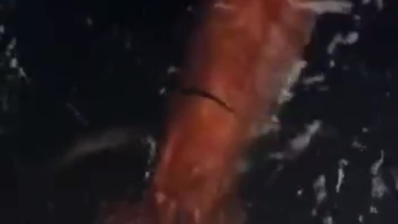 The Giant Squid