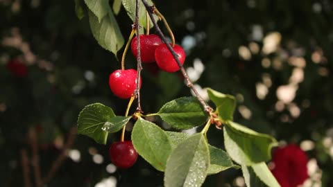 awsome cherry